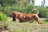 BASSET HOUND 223